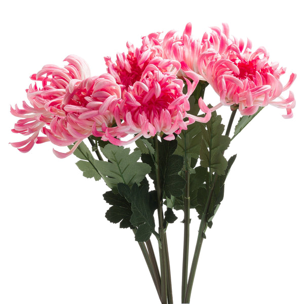 Spider Chrysanthemum